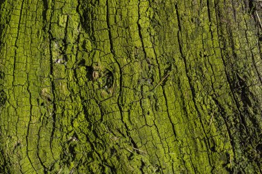 Ağacın yeşil kabuğu
