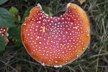 Zehirli mantar Amanita Muscaria ormanda fotoğraflandı.