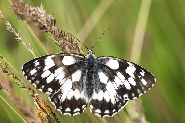 Beautiful Butterfly Marbled White Resting Plant — Stock Photo, Image