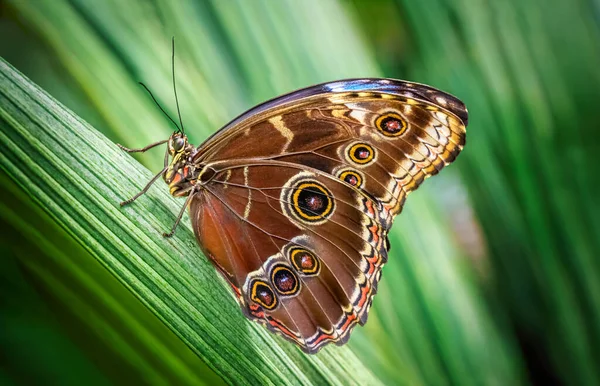 Beautiful Butterfly Green Plant — Stock Photo, Image