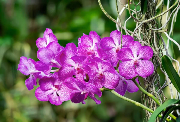 Pink Salvaje Orchid Tropical Forest — Stockfoto