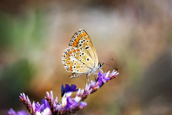 Beautiful Butterfly Purple Flowers — Stock Photo, Image