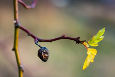Yeşil yapraklı kurumuş gül kalçası.