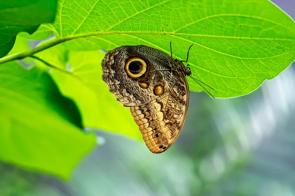 Beautiful Brown Butterfly Resting Green Leaf — Stock Photo, Image