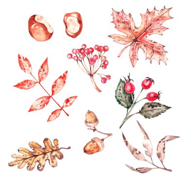 Sonbahar suluboya fındık ve böğürtlen