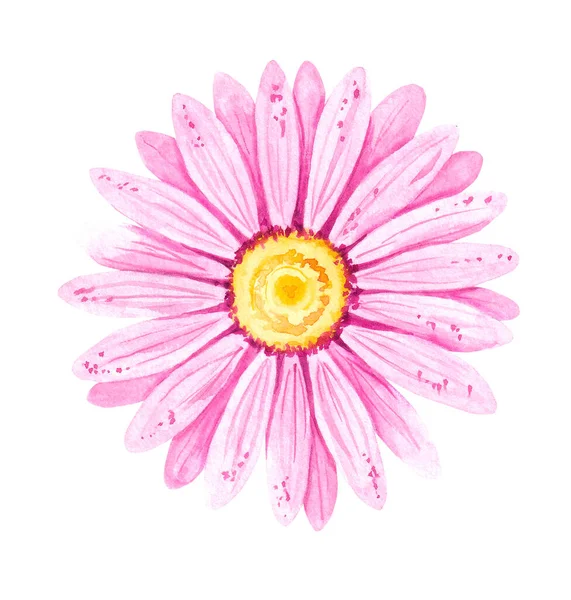 Aquarel roze bloem van gerbera 7 — Stockfoto