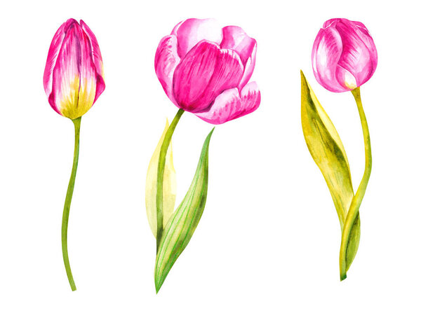 Розовые тюльпаны