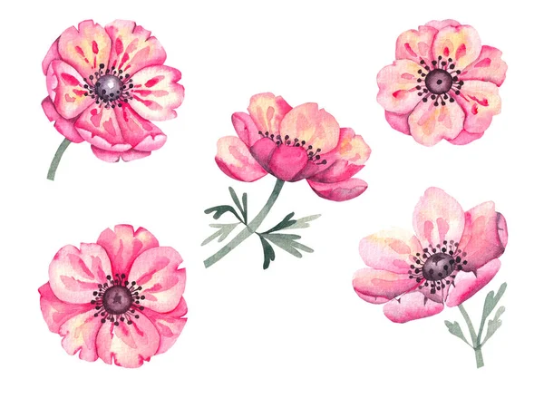 Conjunto aquarela de flores de anêmona — Fotografia de Stock