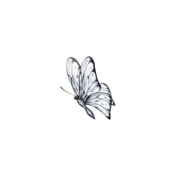 Watercolor butterfly of gray-blue color on a white background — Stock Photo, Image