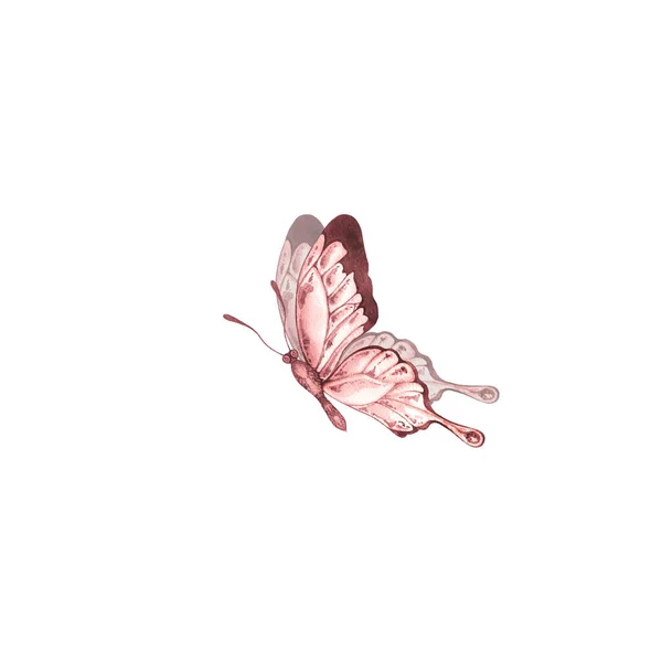 Brauner Aquarell-Schmetterling auf weißem Hintergrund — Stockfoto