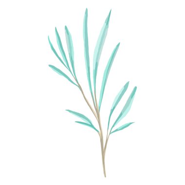 El yapımı Vektör suluboya okaliptüs dalı. Düğün davetiyelerinin dekor elementi.