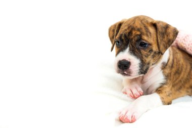 Pitbull yavrusu, beyaz arka planda küçük bir köpek. Metin için yer