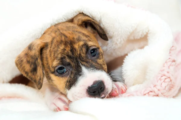 Pitbull yavrusu, beyaz arka planda küçük bir köpek..