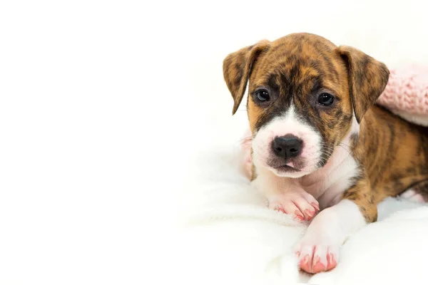 Pitbull yavrusu, beyaz arka planda küçük bir köpek. Metin için yer