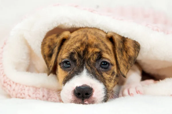 Pitbull yavrusu, beyaz arka planda küçük bir köpek..