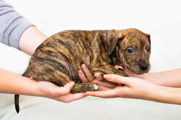 Pitbull yavrusu, beyaz arka planda küçük bir köpek..