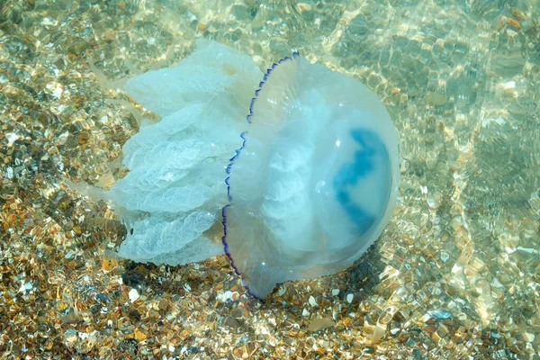 Água Viva Animal Selvagem Subaquático Moderadamente Venenoso Jellyfish Representante Fauna — Fotografia de Stock