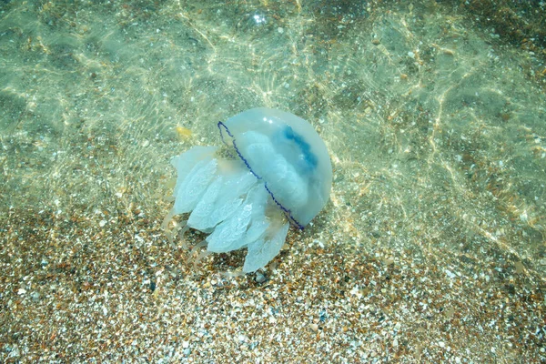Медуза Является Представителем Морской Фауны Медузы Умеренно Ядовитые Подводные Дикие — стоковое фото