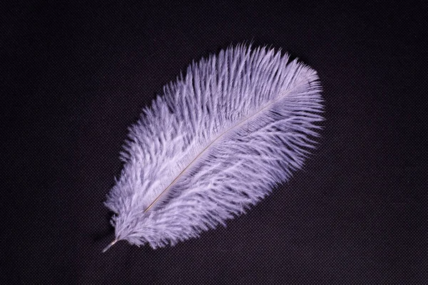 Purple Feather Black Background Close — Stock Photo, Image