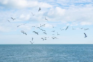 Martılar sahildeki okyanus dalgaları üzerinde uçuyor. Birçok martı denizin üzerinde uçuyor..