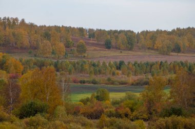 Sonbahar ormanında yol