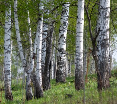 Rüzgardaki çimenler