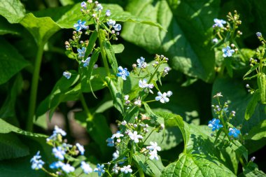 Çimlerde mavi çiçekler