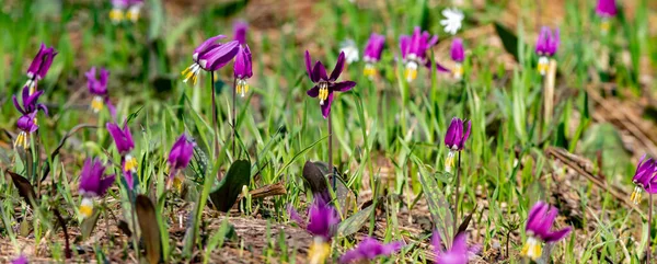 Spring Crocus Flowers Siberia — Stock Photo, Image