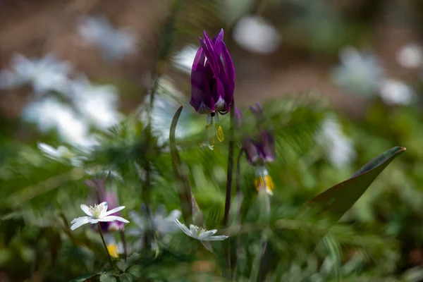 Flores Croco Primavera Sibéria — Fotografia de Stock