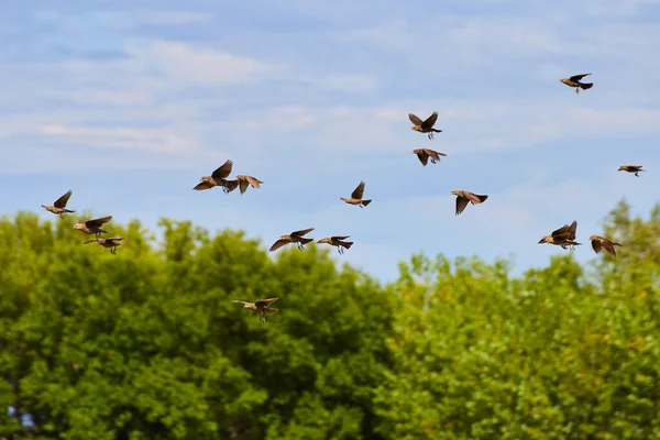 Large group of small birds flying across forest