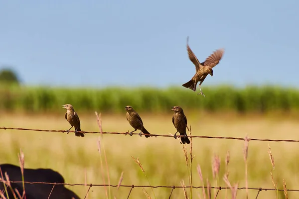 Птицы на проволочном заборе один в воздухе — стоковое фото