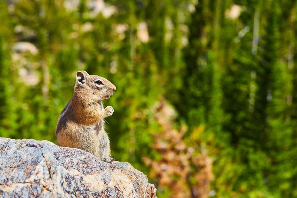 Chipmunk funderar livet på sten med skog bakgrund — Stockfoto