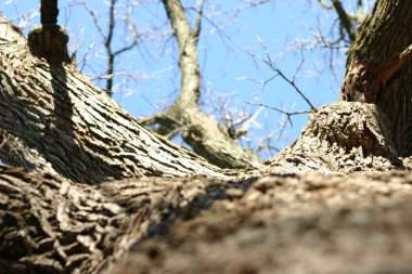 Köklerinden mavi bulutsuz gökyüzüne yapraksız bir ağaca bakıyorum.