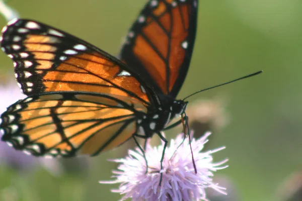 Grand papillon monarque orange perche sur une fleur filandreuse violet clair — Photo