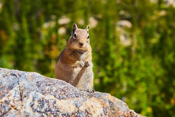 Chipmunk tittar på kameran sittandes upp på sten — Stockfoto