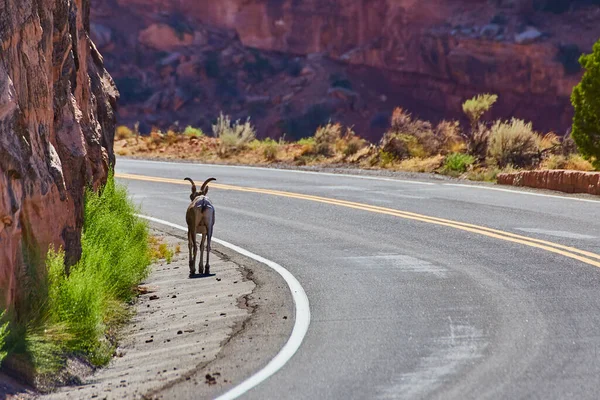 Cabra de empréstimo na estrada ventosa ao lado de falésias no deserto — Fotografia de Stock