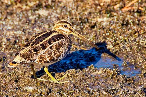 泥の上に長いくちばしで鳥のクローズアップ — ストック写真