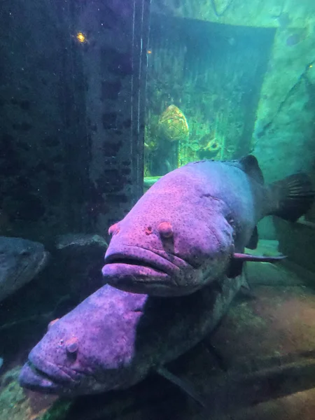 Stor lila fisk i akvarium — Stockfoto