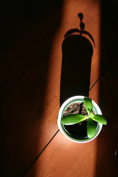Una pequeña suculenta verde en una olla proyecta una larga sombra sobre un suelo de madera ominosamente —  Fotos de Stock