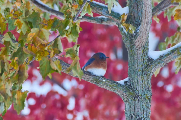 背景に紅葉した冬の木の青い鳥 — ストック写真