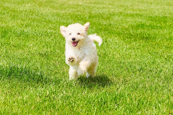 Golden Retriever leaping across field of grass — Stock Photo, Image