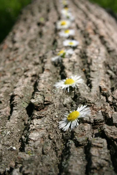 古い木や丸太の樹皮に小さな黄色と白のデイジーの花が並んでいます。 — ストック写真