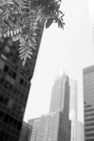 Träd löv och höga byggnader svart och vitt skott — Stockfoto