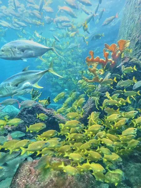 Groep van gele vissen en koraal in aquarium — Stockfoto