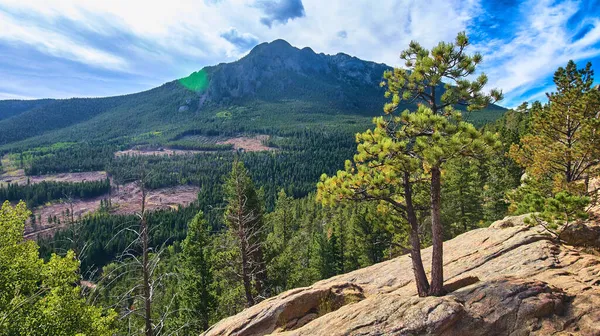 Detail van boom groeiend in rots met bergen op achtergrond — Stockfoto