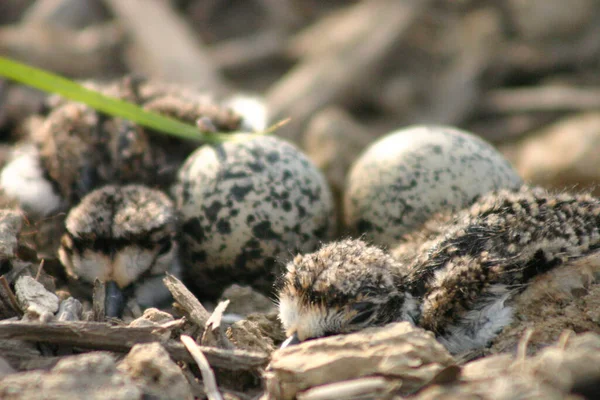 2羽の新しい孵化した赤ちゃん鳥が巣の周りに道を見つけ、 2つの卵が残っています — ストック写真