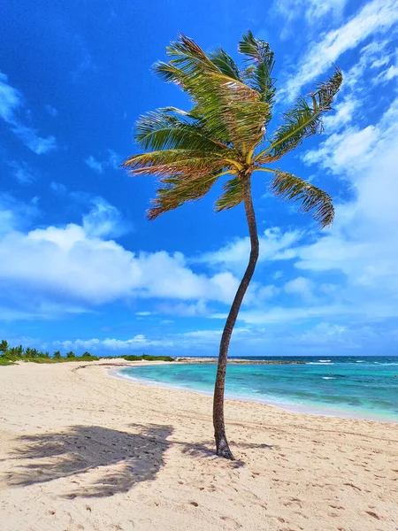 Vertikal av enda palm på sandig vit strand mot blå tropiska havet och blå himmel — Stockfoto