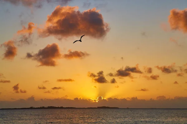 Pôr do sol dourado ou nascer do sol no oceano com silhueta de gaivota — Fotografia de Stock