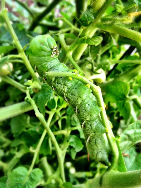 Oruga verde camuflada entre follaje verde y hojas — Foto de Stock