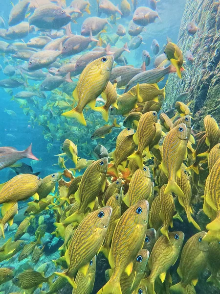 Duża grupa żółtych ryb z koralowcami — Zdjęcie stockowe